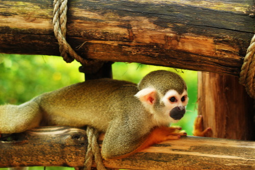 I’ll be watching you. Ich sehe dich.Squirrel monkey at Zoo Leipzig.