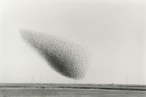 nervoservo:Lukas Felzmann - Swarm, Blackbirds Flock Movements, USA, 1995–2011