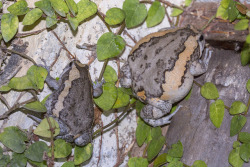 toadschooled: Soft. Corpulent. Splendid. These words and more can be used to describe the banded bullfrog [also known as the chubby frog, Kaloula pulchra], those little microhylids we all love and admire. These frogs can be found in plentiful numbers