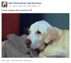 hafgufu: I love this facebook all these people are so gentle and these dogs are so good 