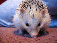 Hedgehogs of Asgard