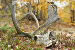 crotalinae:  womanwild:  Fall in the North by Fish as art on Flickr.  Caribou skull 