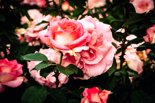 XXX leahberman: summer rosé instagram  photo