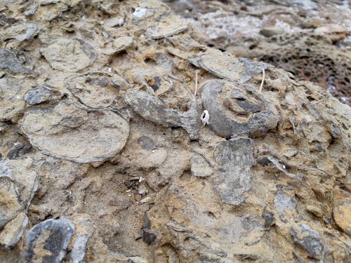 Ancient sea bottom exposed along a modern seaside rocky platform. This immense amount of fossilized 