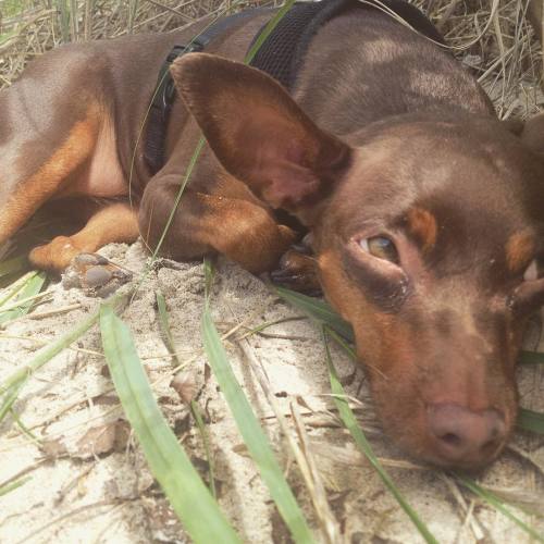 sleepy beached rat #wrinks #lovemygirl #beach #nap #grass #shade #minpin #greeneyes