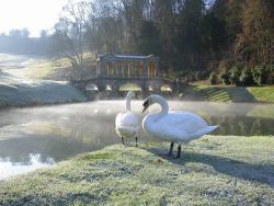 pagewoman: Swans and Palladian Bridge, Prior