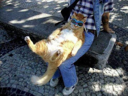 annapblack:  GUYS,  There’s a cat in a town nearby where I live in Brazil that likes to go on motorcycle rides with his owner.  He wears motorcycle goggles and everything. LOOK AT THIS LITTLE COOL DUDE:  The chillest dude you’ll ever see. 