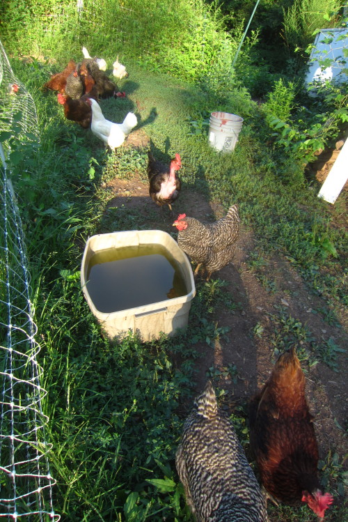 Late July 2016 - Community Garden Visit - Pearson part 3Chickens, bless their hearts, are not very b