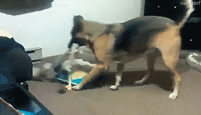thenatsdorf:Ferret tries to snatch dog’s toy. [video] my kind~ <3