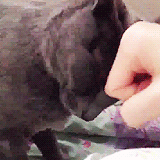 haeface:  Heebum knows who his master is. 