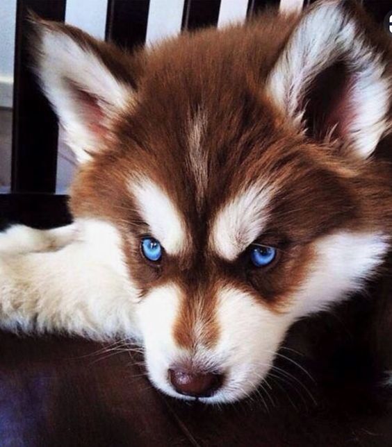 babydogdoo:I love huskies 