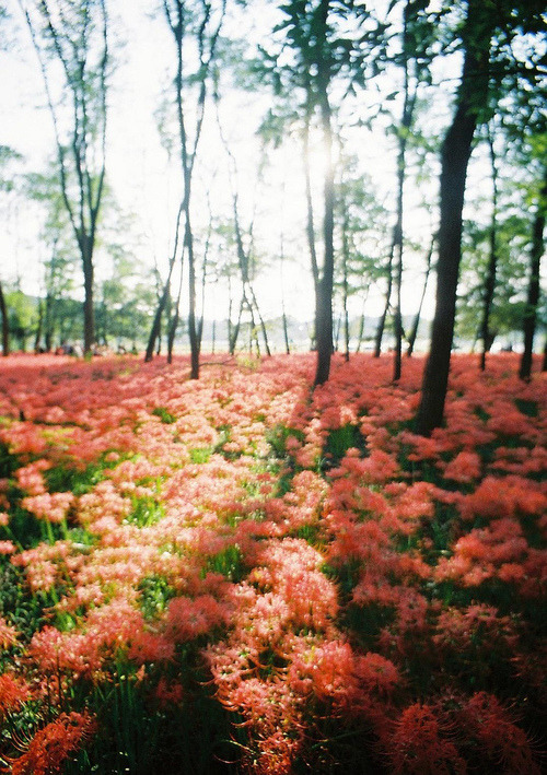 raises:  photography blog   