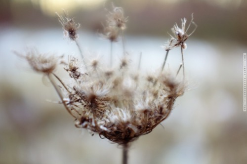 Dden Findes, Men Kun I Praktisk, Makroskopisk Forstand. Biologisk Kan Der Ikke Skelnes Mellem Levende