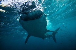 earth-land:  Swimming With Whale Sharks -