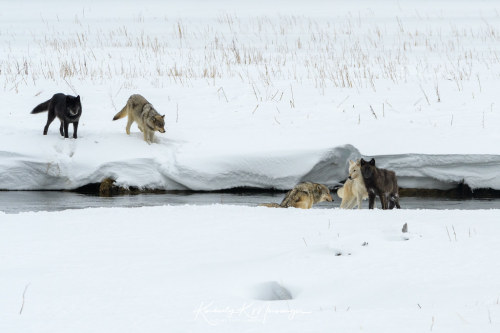 Gray wolves (Canis lupus) at Yellowstone National Park in Wyoming, U.S.Kim Meisinger