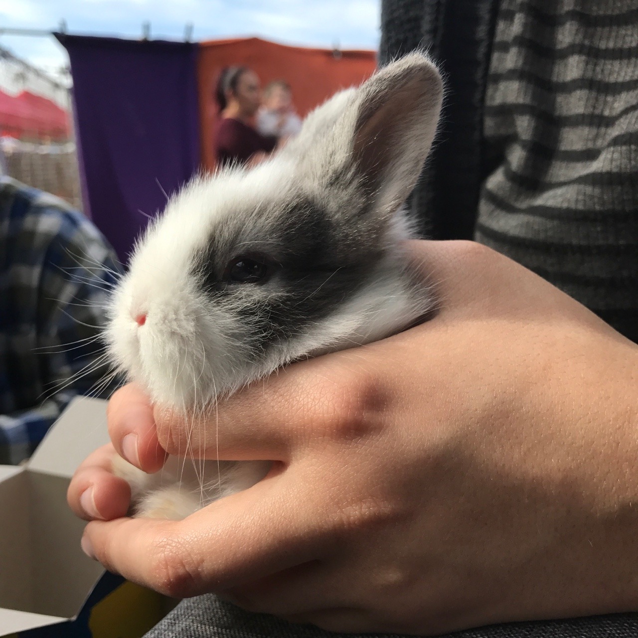Bunny Blog In Pictures