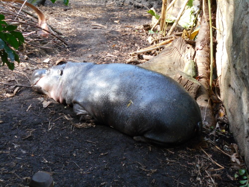 Australia - Part 3These photos are from my trip to the Taronga Zoo. It was one of my favourite adven