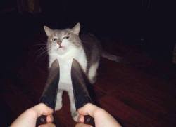 unsurebeing:  Two knives? pathetic. You can’t beat me and you know it, Human. 