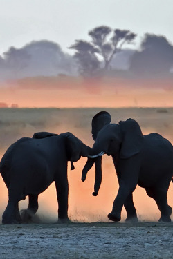 earthyday:   Sunset sparring  by Marc Mol 