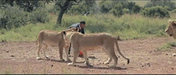 sizvideos:  Playing football with wild lions