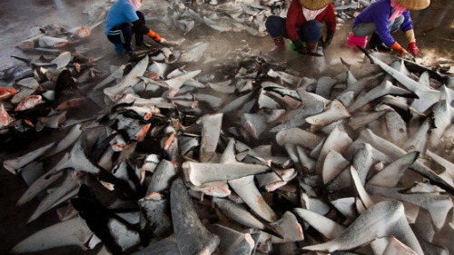 punkrockgurl69:  ebonydecay:  captainherbivore:  soft-leg:  sharkhugger:  Petition: Hong Kong Government: Legislate a ban on the sale and possession of shark fin in Hong Kong. From Honduras to New Caledonia, from the Bahamas to the Maldives, the people