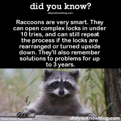 did-you-kno:  Raccoons are very smart. They can open complex locks in under 10 tries, and can still repeat the process if the locks are rearranged or turned upside down. They’ll also remember solutions to problems for up to 3 years.  Source