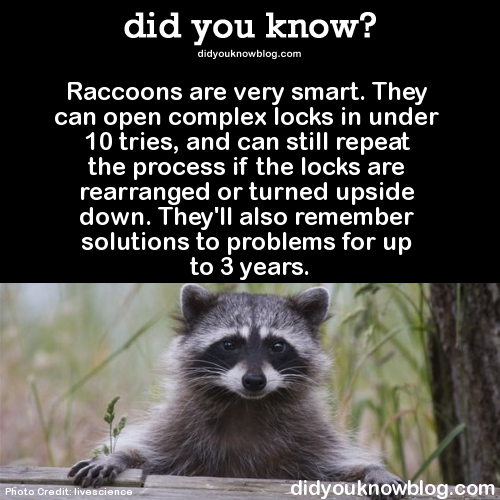 Sex did-you-kno:  Raccoons are very smart. They pictures