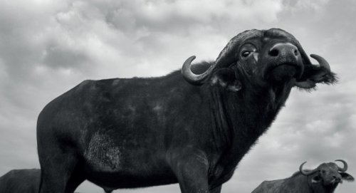 bobbycaputo:  Black and White Photos of the Wildlife in ‘The Mara’ in Kenya by  Anup Shah  