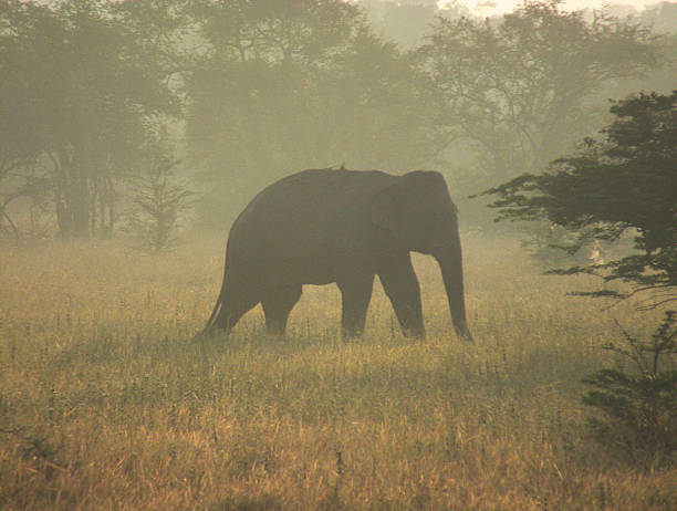 ainawgsd:  The Asian or Asiatic elephant (Elephas maximus) is the only living species