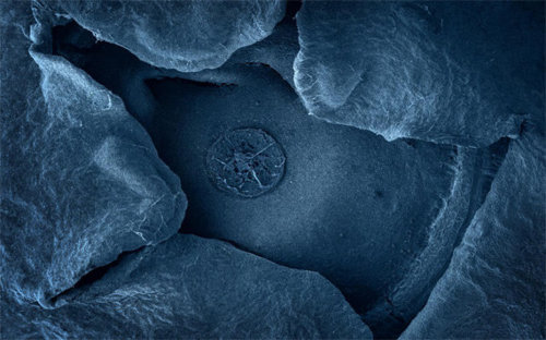 geneticist:Foods imaged with a scanning electron microscope. Guess what foods they are. Click on the