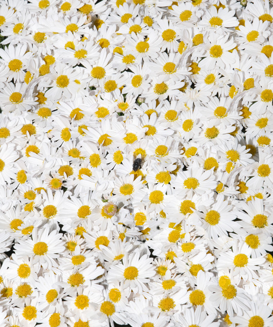 sculpture-center:  FEATURED ARTIST: Max Marshall, Daisies, New York Botanical Garden, 2013.