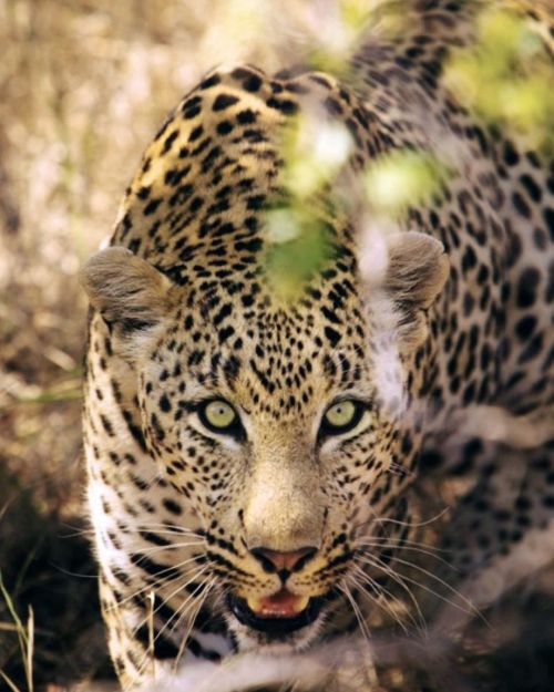 I dreamt of Africa last night. #iwanttotravel #travel #africa #southafrica #leopard #sabisands #wand