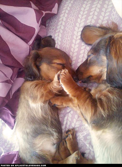 aplacetolovedogs:  Two adorable Dachshunds sleeping. A mama and her baby fell asleep