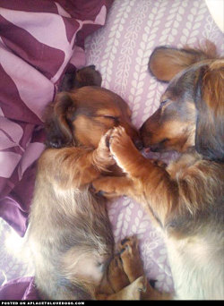 aplacetolovedogs:  Two adorable Dachshunds