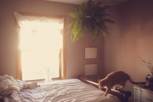 pinkbunney:  i’m delicate, please be kind.