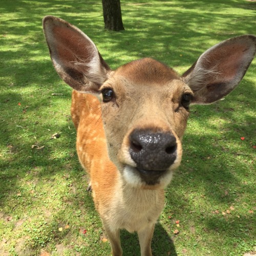 mixedgf:o deer! // nara deer park in japan