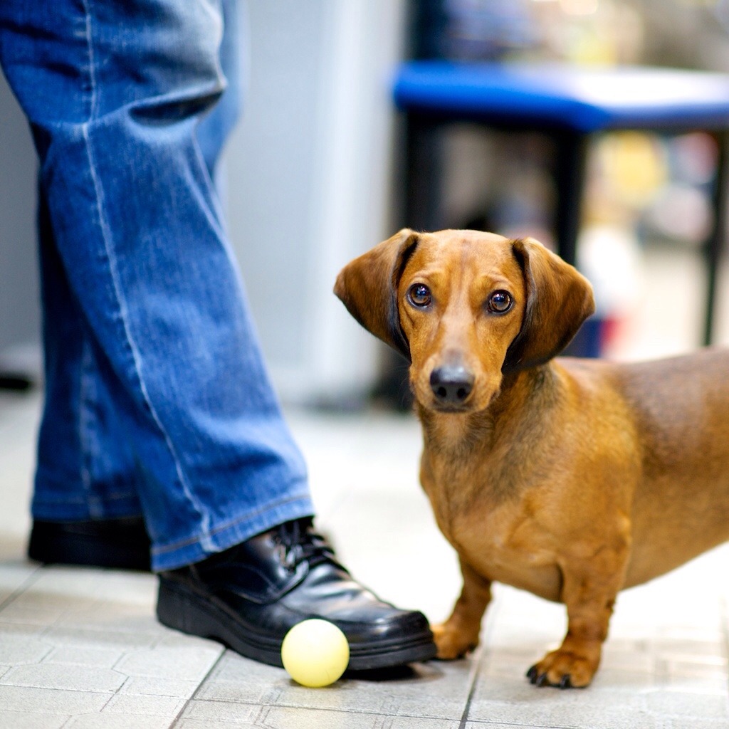 thedogist:
“ Chow, Dachshund, Lane 215 Dalong St & Chengde Rd, Taipei, Taiwan
”