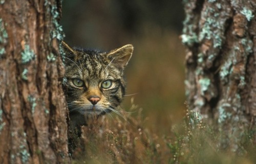 pagewoman: Scottish wildcat ~ Forestry Commission Scotland