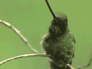 bootylicious-buggy:  pikkington:  fairy-wren:  astronomy-to-zoology:  A Sword-billed