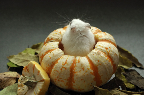 adulthoodisokay:coldwind-shiningstars:kittendrumstick:Milkshake needed her own set of pumpkin pictur