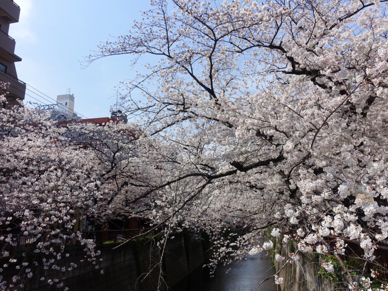 オーダー受付❁﻿桜の木  校門