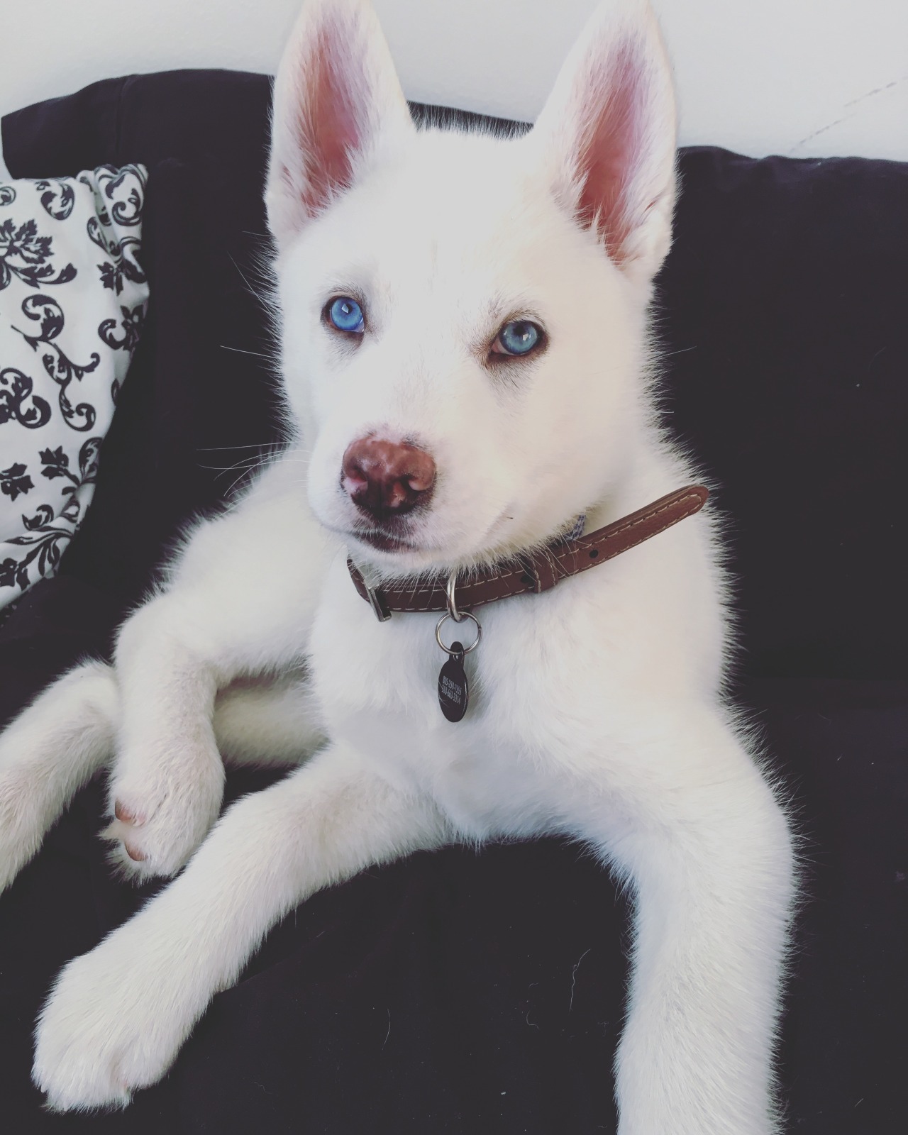 deadly-wants:  someone buy me a puppy pls 