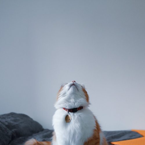 Фото породы Норвежская лесная кошка