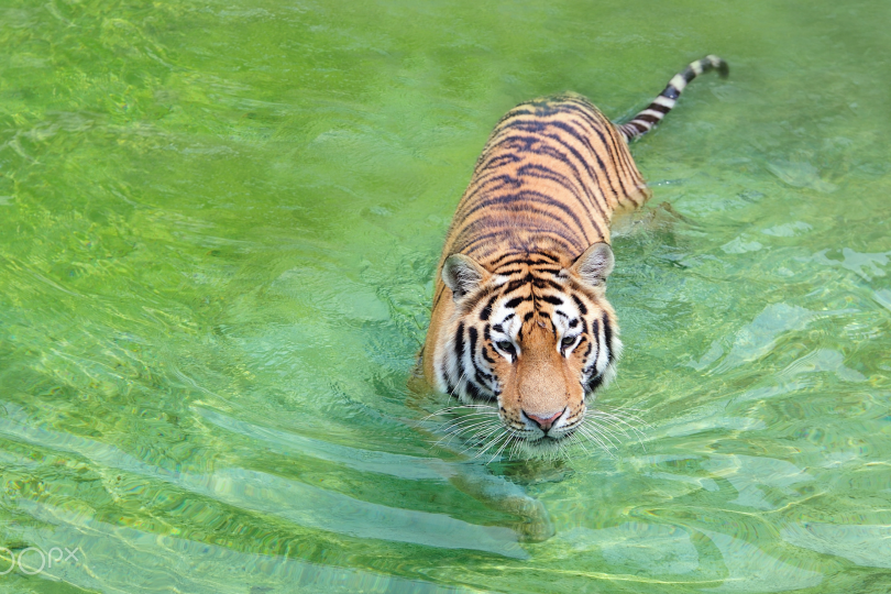 tulipnight:  Summer time by  Ryu Jong soung 