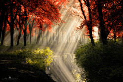 tulipnight:  Fall on Fire by larsvandegoor.com on Flickr. 