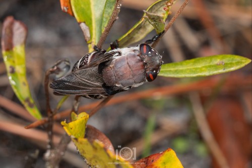 Top view as I found her, on an oak shoot. Reddish brown uppers, and dark wings swept back.