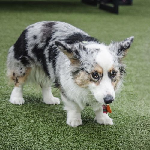 Guys, I think it’s Monday.. . . #mondayscaries #scarymonday #monday #mondaymood #corgistagram #sea