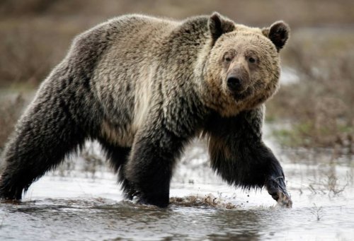 <p>
<b>What You Need To Know About
The Wildlife When <a href="https://www.anglopacific.co.uk/">Moving To Canada</a><br/></b><br/>Most
travelers to Canada want to see a bear and when doable get a close-up photograph. Canada consists of three bear species, although the polar bear in most cases doesn’t make contact
with people who don’t travel to see them. On the other hand, black bears and grizzly bears are now living in areas that people visit. Cougars are likewise quite common in numerous
locations.<br/><br/>You might want
to read about the Canadian animals before beginning your move. This will help understand the wild animals of Canada and definitely will help make your experience safer.<br/><br/>Learn how
the Canadian wildlife is adjusting
to the declining living area. Learn which wild animals are plentiful and those that are decreasing in numbers.<br/><br/><br/><b>Black Bears</b><br/><br/>The
black bear is definitely the first animal which comes
to your mind any time you think about Canadian animals. Smart, inquisitive, forever in search of food, black bears quickly learn that where there are people there’s simple meals. People rarely withstand the bears or even blame themselves with regard to bear incidents. Black Bears are intriguing very dangerous wild animals, they are larger than we are,
much stronger, a lot more
deadly. We need to have an understanding of these types of animals to be aware what to do whenever we’re in bear land.<br/><br/><br/><br/><b>Grizzly Bears<br/></b><br/>Ever since the beginning of time, people and bears have lived uneasily with each other, sharing the same meals as well as the same environments, staying away from one another as much as possible out of wariness and fright. Where human
numbers increase, bears slowly and gradually disappear as they lose their natural habitat.<br/><br/><br/><br/><b>Polar Bear</b><br/><br/>Polar bears
are classified as the largest bears on the planet, and polar bears, not like blacks and grizzlies, are really aggressive and meat accocunts for more than Ninety Percent of their diet. They hunt seals as well as other underwater mammals through the entire long arctic winter and head inland to the arctic coast as summer approaches. <br/><br/><br/><br/><b>Wolf</b><br/><br/>Canada
supports the biggest grey wolf population on the planet, following Russia. Over the years, wolfs used to range in most areas of Canada. Currently, wolfs in Canada occupy about Ninety Percent of the historic range. It’s usually not the
country people, who idealize the wolf as on of the noblest and romantic
wilderness animals.<br/><br/><br/><b>Cougar</b><br/><br/>Whilst cougars once varied across the vast majority of North America, they’ve been forced right into a compact portion of their original range. Today they are only found
in the west, in areas of heavy forest and rocky hills. While rarely seen, they
are quite common through the Rocky Mountains. The cougar thrives in the
foothills of western Alberta and in the dry interior valleys and the coastal
rain forests of British Columbia.<br/><br/><br/><br/><b>Moose</b><br/><br/>There’s absolutely
no Canadian wildlife without the Moose. Moose are generally enormous! Moose are the largest participants of the deer family and the tallest mammals within North America. these animals stand higher at the shoulder in comparison to the largest saddle horse. Moose tend to be effortlessly gifted swimmers and even the calves can swim. Because Moose can’t sweat they like a cold climate
and can’t tolerate temperatures above 27 degrees Celsius for too long. <br/><br/><br/><br/><b>Coyote</b><br/><br/>Almost anywhere in western Canada, you can listen to the song from the coyote. High-pitched yapping as well as shrieking make it sound like a wild party is happening somewhere out there within the darkness. It is really an airy sound to listen to when laying
inside a tent late at night, by yourself. Coyotes are native animals in western Canada thriving even with changes caused by humans in the last hundred years. <br/><br/></p>