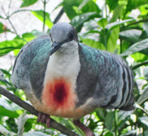 The Luzon Bleeding-heart (Gallicolumba luzonica), which used to be known as the Bleeding-heart Pigeo