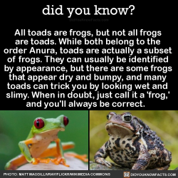 did-you-kno:All toads are frogs, but not all frogs  are toads. While both belong to the  order Anura, toads are actually a subset  of frogs. They can usually be identified  by appearance, but there are some frogs  that appear dry and bumpy, and many 